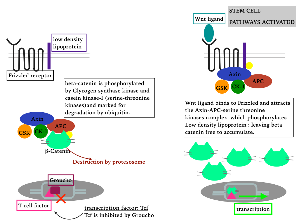 STEM CELL PATHWAYS – The CLINICAL ONCOLOGY REGISTRAR